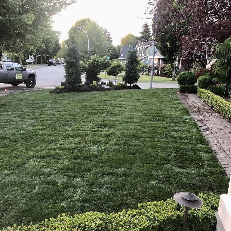 New yard sod lawn in Langley. Benjamin Landscaping and Projects.  